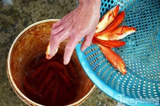 Cá chép tại chợ Yên Sở hầu hết được các thương lái mua từ Nam Định về bán. Cá chép tại chợ Yên Sở hầu hết được các thương lái mua từ Nam Định về bán.