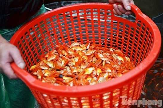 Một tiểu thương cho biết, năm nay nhập gần 4 tấn cá chép tại Mỹ Thắng (Nam Định) về bán. Trung bình giá bán 60.000 đồng/1kg (khoảng 50 con). Một tiểu thương cho biết, năm nay nhập gần 4 tấn cá chép tại Mỹ Thắng (Nam Định) về bán. Trung bình giá bán 60.000 đồng/1kg (khoảng 50 con).