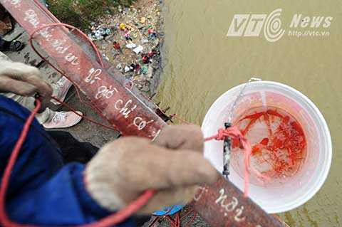 Cá chép được các bạn sinh viên đổ chung vào một chiếc xô lớn.