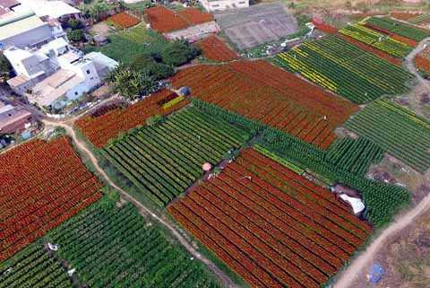 Chỉ còn khoảng 1 tuần nữa là đến Tết Bính Thân 2016, một số nhà vườn ở làng hoa Thới An, An Phú Đông, (quận 12, TP.HCM) đang trong không khí tất bật người mua kẻ bán, các thương lai đến chở hoa về giao đi khắp mọi nơi trong thành phố