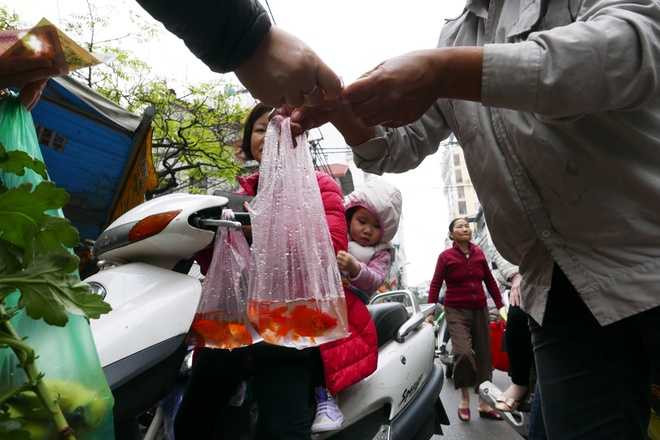 Cũng giống như mọi khu chợ khác, cá chép đỏ là mặt hàng không thể thiếu ở chợ Hàng Bè...