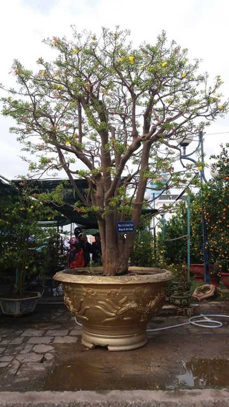 Gốc mai 100 năm tuổi