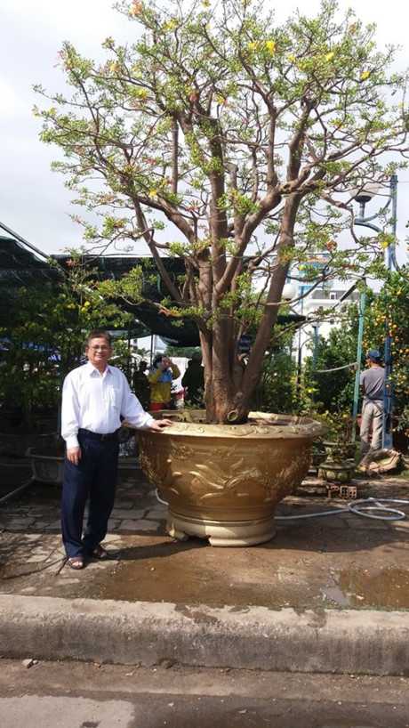 Cây mai đẹp thu hút sự quan tâm của nhiều người dân Đà Nẵng.