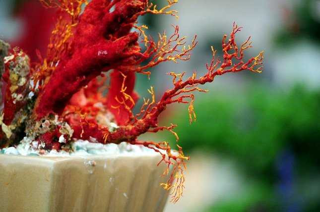  Do đã hóa đá nên san hô rất cứng. Những cành nhánh nhỏ li ti vẫn không bị gãy trong quá trình di chuyển.