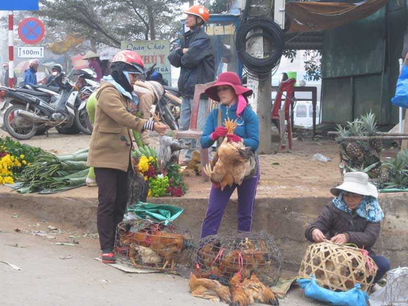 Gà chân vàng được nuôi ở vùng núi cao Hướng Hóa được xem là đặc sản bởi thịt thơm ngon, chân gà cao, đẹp, vàng óng ánh…
