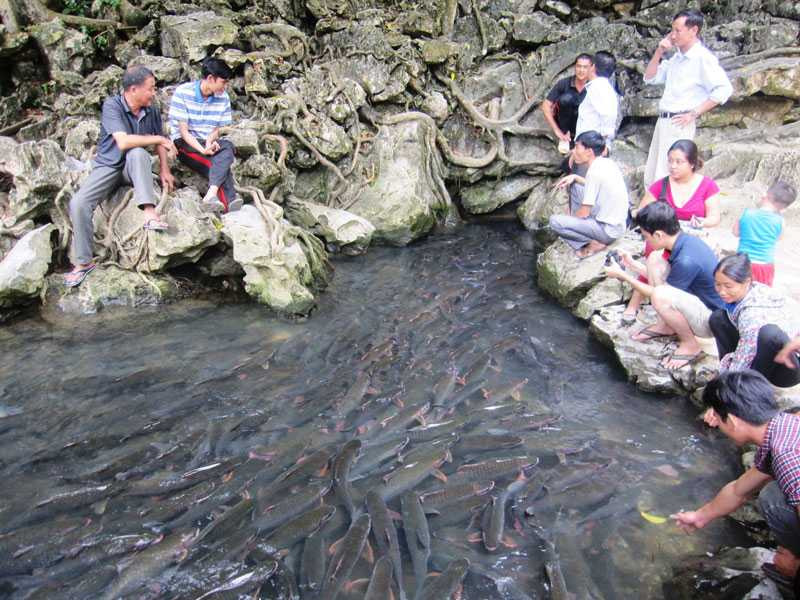 Đàn cá luôn bơi hướng về trong hang