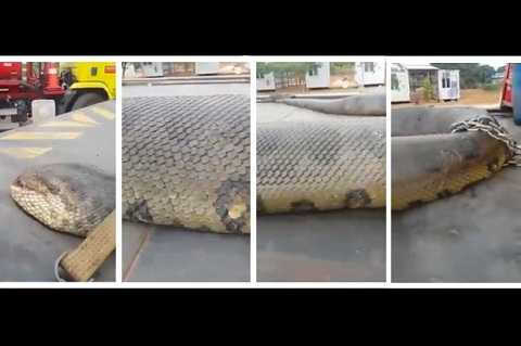 Chú trăn này hiện được xem là con trăn dài nhất thế giới Chú trăn này hiện được xem là con trăn dài nhất thế giới