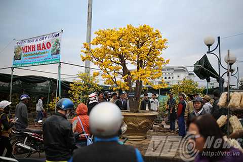 Cây mai cổ, giá 2 tỷ đồng, Đà Nẵng, chợ hoa xuân, mai cúc