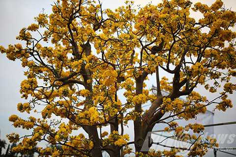 Cây mai cổ, giá 2 tỷ đồng, Đà Nẵng, chợ hoa xuân, mai cúc