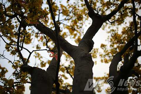 Cây mai cổ, giá 2 tỷ đồng, Đà Nẵng, chợ hoa xuân, mai cúc