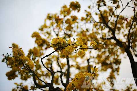 Cây mai cổ, giá 2 tỷ đồng, Đà Nẵng, chợ hoa xuân, mai cúc