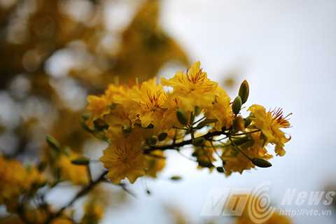 Cây mai cổ, giá 2 tỷ đồng, Đà Nẵng, chợ hoa xuân, mai cúc