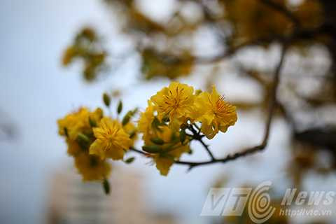 Cây mai cổ, giá 2 tỷ đồng, Đà Nẵng, chợ hoa xuân, mai cúc