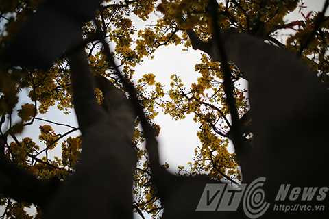 Cây mai cổ, giá 2 tỷ đồng, Đà Nẵng, chợ hoa xuân, mai cúc