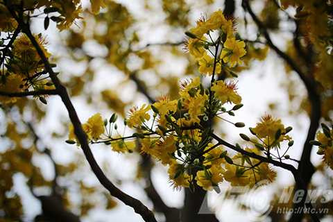 Cây mai cổ, giá 2 tỷ đồng, Đà Nẵng, chợ hoa xuân, mai cúc