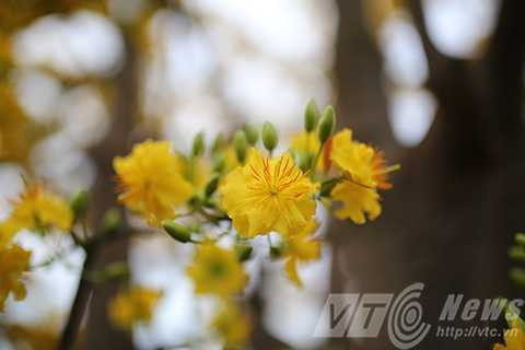 Cây mai cổ, giá 2 tỷ đồng, Đà Nẵng, chợ hoa xuân, mai cúc