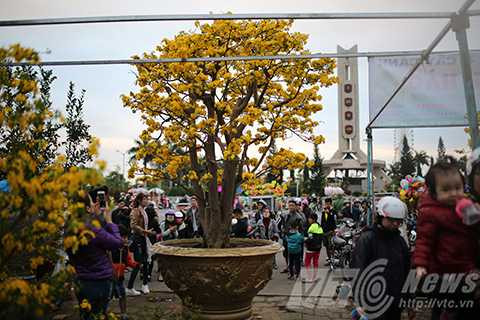 Cây mai cổ, giá 2 tỷ đồng, Đà Nẵng, chợ hoa xuân, mai cúc