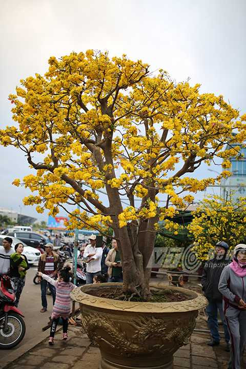 Cây mai cổ, giá 2 tỷ đồng, Đà Nẵng, chợ hoa xuân, mai cúc