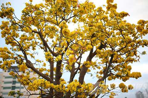 Cây mai cổ, giá 2 tỷ đồng, Đà Nẵng, chợ hoa xuân, mai cúc