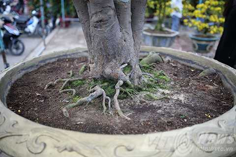 Cây mai cổ, giá 2 tỷ đồng, Đà Nẵng, chợ hoa xuân, mai cúc