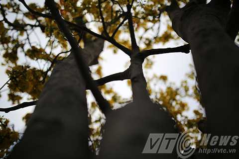 Cây mai cổ, giá 2 tỷ đồng, Đà Nẵng, chợ hoa xuân, mai cúc