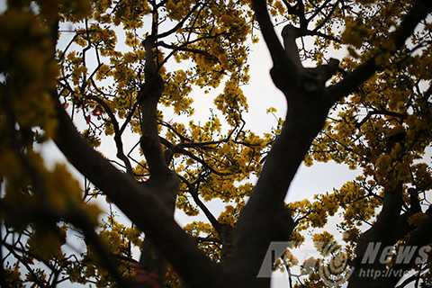 Cây mai cổ, giá 2 tỷ đồng, Đà Nẵng, chợ hoa xuân, mai cúc