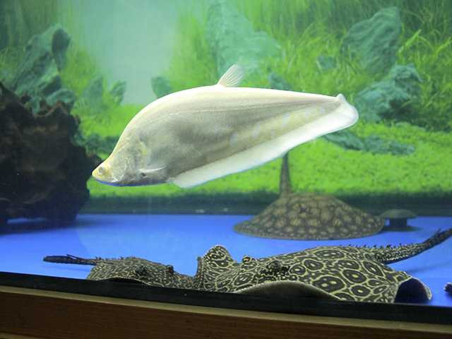 Cá kim long 24k 9999 dài khoảng 90cm, có giá 110 triệu đồng.