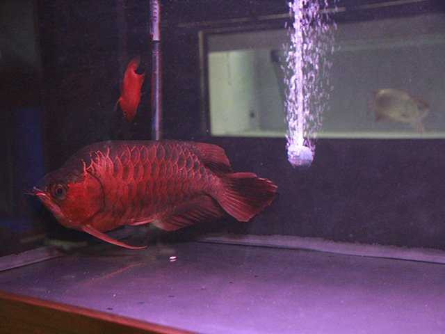 Cá huyết long thường có màu vây đỏ sậm và đều ngay từ khi còn nhỏ. Chúng còn có màu sắc nổi bật và lưng thật sậm màu. Những con cá đẹp cũng có nhiều màu ánh kim trên thân.