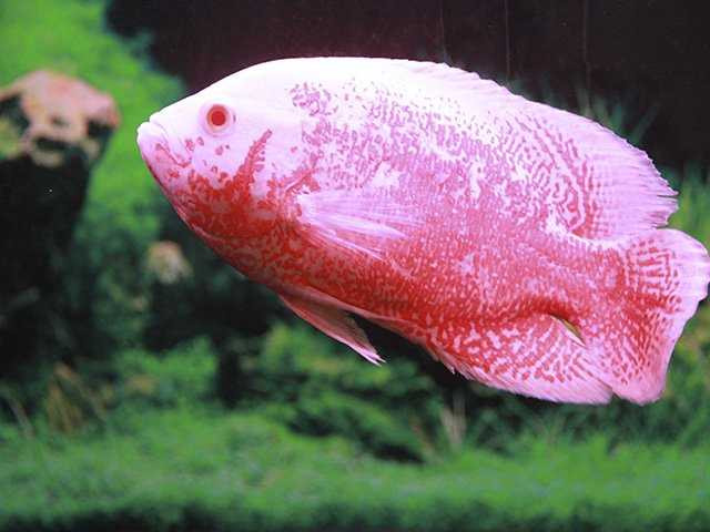 Cá huyết long dị tật do có sự đột biến về màu sắc trên da nên nó được xếp vào dòng khá đắt so với cùng loại, với mức giá 60 triệu đồng.