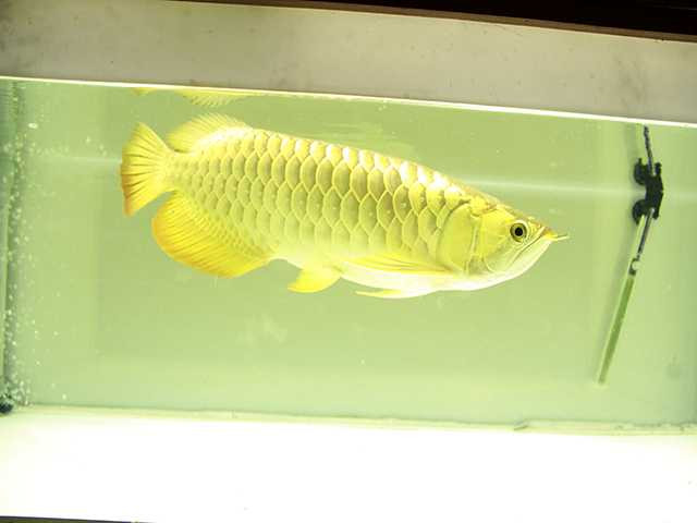 Có hình dáng và màu sắc giống thỏi vàng nên được nhiều người chơi săn lùng.