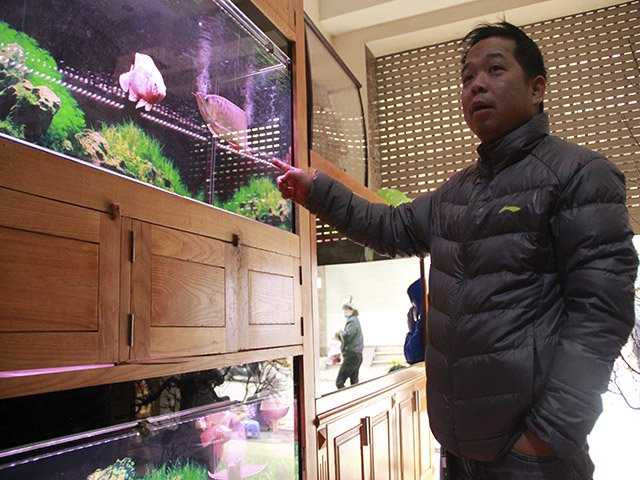 Mỗi bể cá anh tiêu tốn mất hơn 50 triệu đồng lắp đặt, chưa kể chi phí phát sinh hàng ngày.