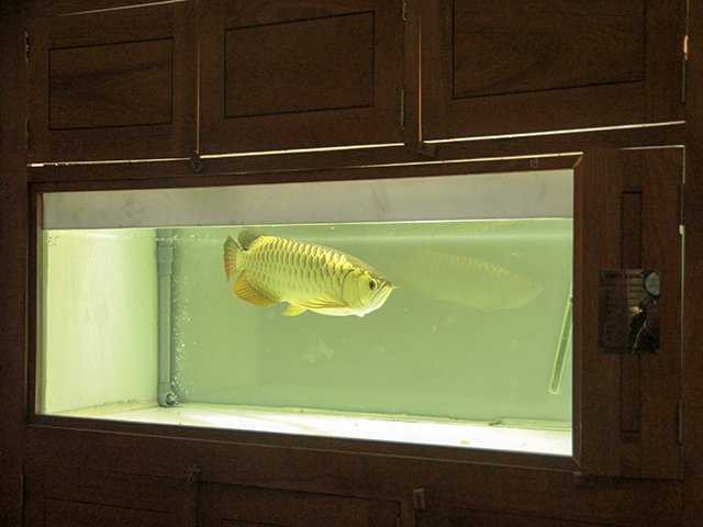 Mỗi năm anh bán được từ 70-80 bể, phân phối cho khắp các tỉnh miền Bắc và miền Trung.