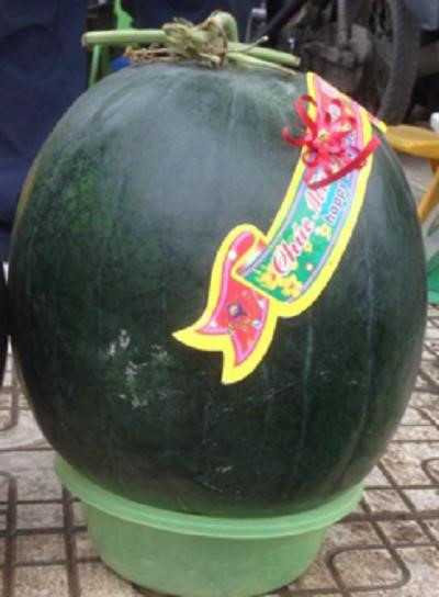 Dưa khổng lồ đổ bộ về Hà Nội ngày cận Tết