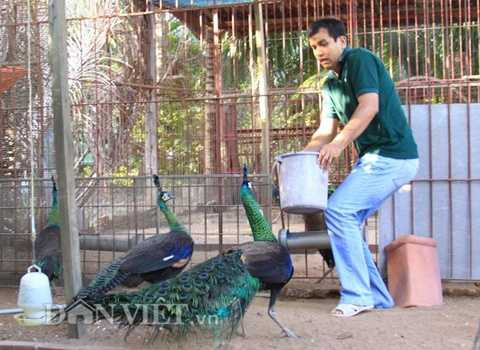 Nhiều thợ rừng giết cả con công chỉ chặt lấy phao câu có dính bộ đuôi để làm vật phẩm thờ cúng. Anh Tuấn thì chỉ nhổ lông đuôi, vì sau đó lông lại ra khá nhanh. Trong ảnh: Bị đau nên một con công đực định tấn công anh Tuấn.