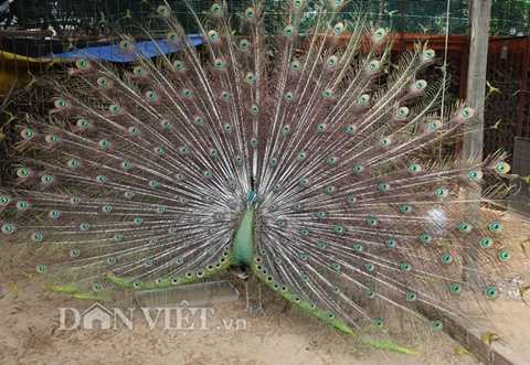 Một con công đực đangg xòe đuôi khoe bộ lông. 