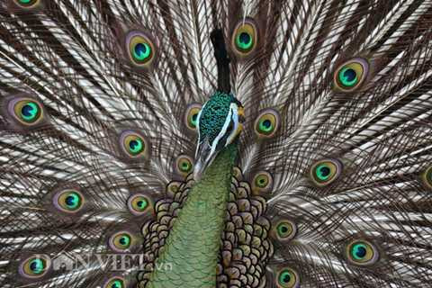 Hoa văn trên lông của chim công giống như những đồng tiền cổ nối liền nhau, màu sắc chủ yếu là vàng óng lộng lẫy. Vì vậy trước đây người ta còn dùng lông chim công làm đồ trang sức.