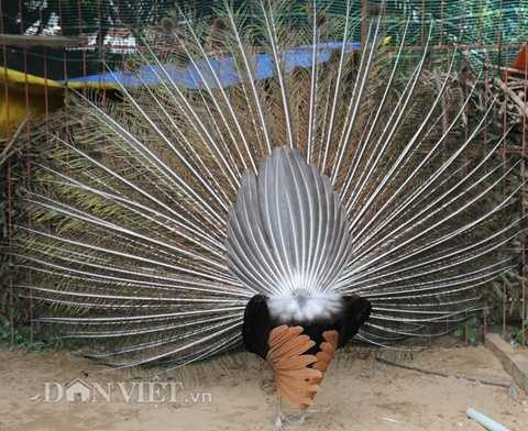 Bộ lông chim công nhìn từ phía sau.