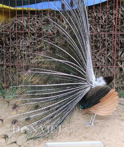 Bộ lông chim công nhìn ngang