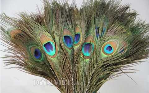 Cắm lông chim công vào bình là cách trang trí nhà cửa được yêu thích.