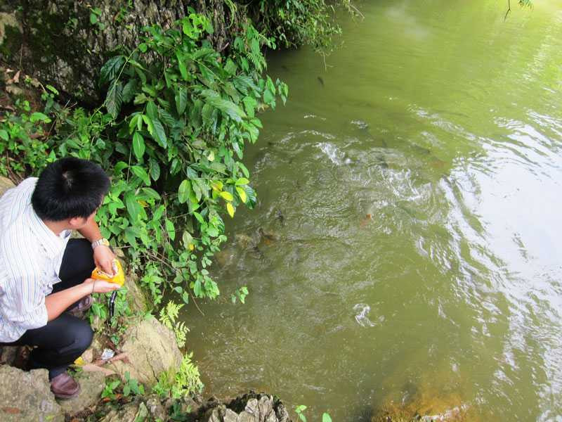 Nếu hạ mực nước đập, sẽ có cơ hội gặp những con cá đeo khuyên tai vàng vòng bạc