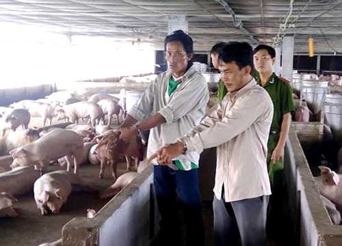 Hai kẻ trộm 153 con heo bị bắt. Ảnh: Xuân Thắng