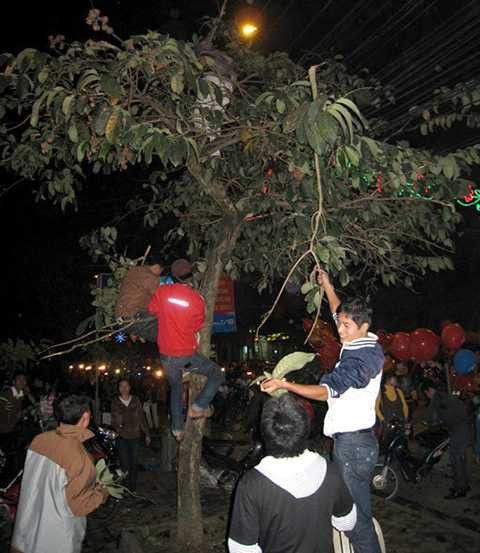 Bẻ cành hái lộc có thật sự mang lộc về nhà?