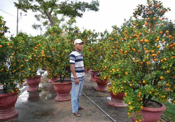 Quất bán không được nên anh Phan Ánh (quê Thăng Bình – Quảng Nam) đang đứng buồn rầu bên những chậu quất còn lại của mình trên đường Yên Thế.