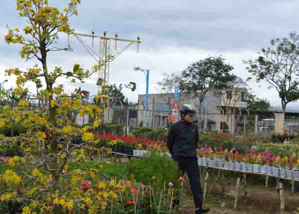 Năm nay, nhiều vườn mai nở sớm, nên mai cảnh rất hiếm, giá bán lại cao nên người tiêu dùng ít chọn mai để chơi Tết.