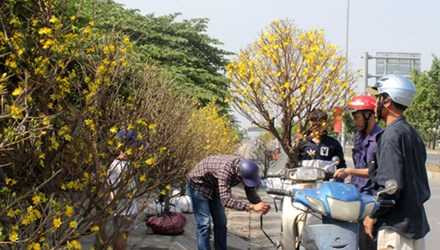 Mai đào ngày cuối năm: Tiểu thương bán rẻ hết cỡ vẫn bị người mua ép giá