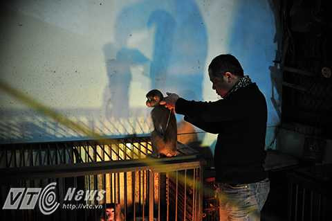 Những ngày này, Hà Nội đang rất lạnh. Khu vực nuôi dưỡng huấn luyện khỉ của Rạp xiếc Trung ương luôn sáng ấm những bóng đèn sưởi. Nghệ sỹ Nguyễn Chí Quang (55 tuổi, 35 năm gắn bó với nghề xiếc khỉ) đang chăm sóc chú khỉ Ka - người bạn diễn đặc biệt của mình