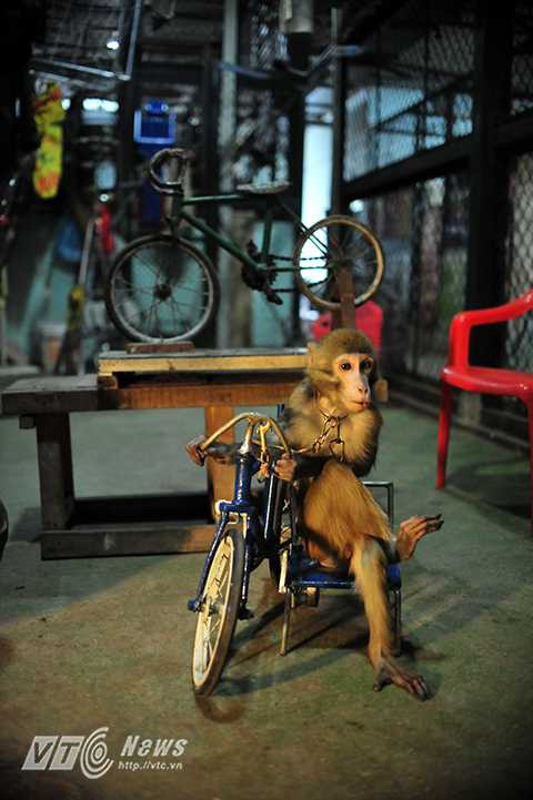 Khỉ là loài thú nhỏ, không gây nguy hiểm nhiều, cắn chỉ chảy máu nhưng để huấn luyện được khỉ là cả một quá trình. Những người gắn bó với xiếc khỉ càng tin rằng càng gần gũi với khỉ nhiều thì càng hiểu được tính cách, tình cảm của khỉ.