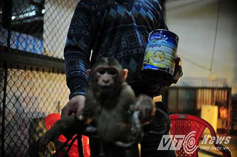 Với những nghệ sỹ xiếc khỉ, nỗi buồn lớn nhất là khi bạn diễn đặc biệt của mình ra đi. Đồ đạc nào cũng đầy ắp kỷ niệm về chúng...