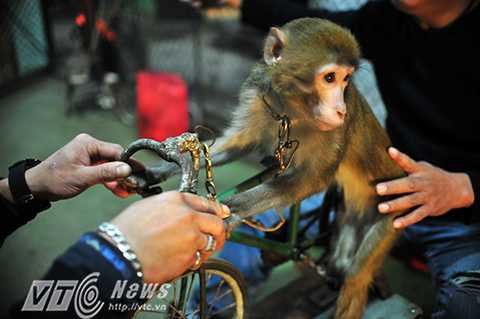 Để có vài phút diễn trên sâu khấu các nghệ sỹ và các chú khỉ luôn phải huấn luyện hàng ngày.