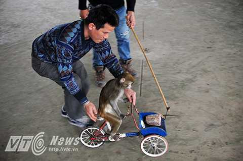 Để thuần hóa một chú khỉ con có thể hiểu được những tín hiệu trên sàn diễn phải mất trung bình 8 tháng đến 1 năm.